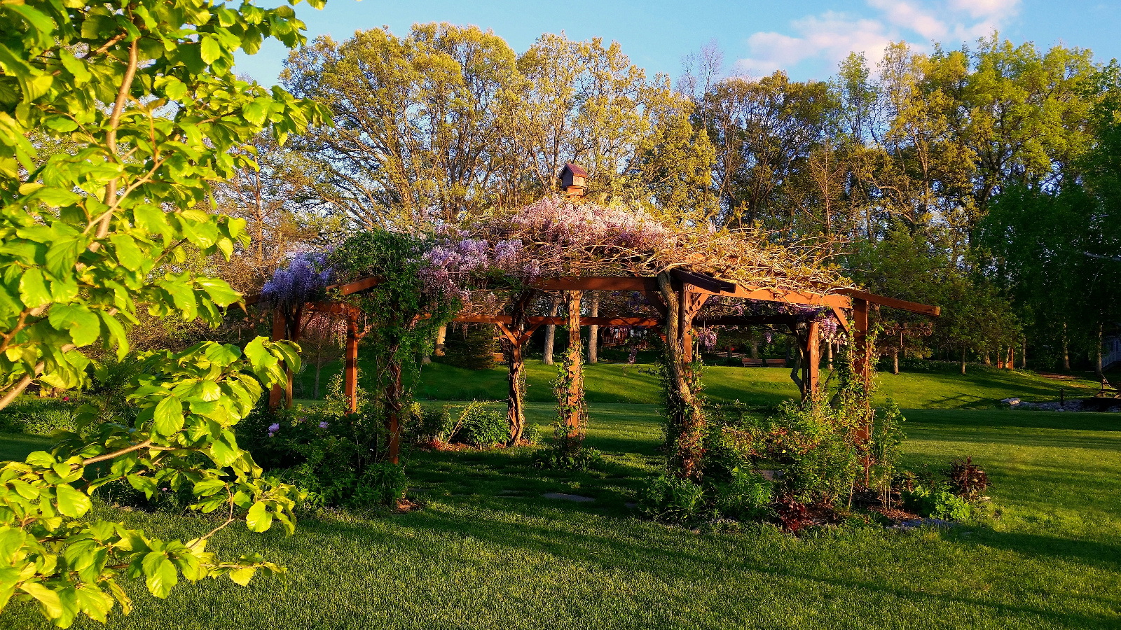 WISTERIA IN BLOOM ATOP FLOWERING GAZEBO